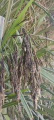 Fecundae