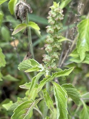 Ocimum gratissimum