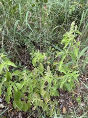 Ocimum gratissimum
