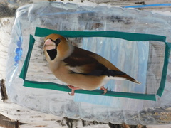 Coccothraustes coccothraustes