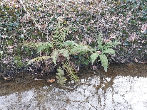 papraďovité (Dryopteridaceae)