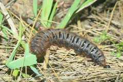 Lemonia dumi