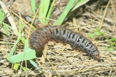 Lemonia dumi