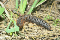 Lemonia dumi