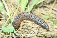 Lemonia dumi