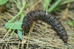 Lemonia dumi