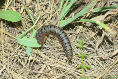 Lemonia dumi