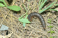 Lemonia dumi
