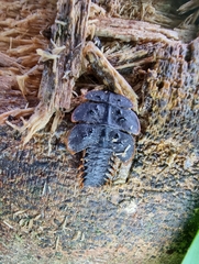 Platerodrilus ruficollis