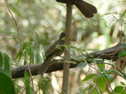 Yellow-gorgeted Greenbul (Atimastillas flavicollis), photo 6