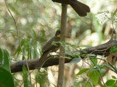 Atimastillas flavicollis