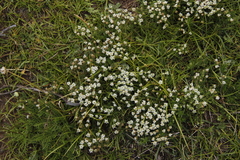 Selago densiflora