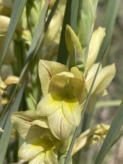 Gladiolus sericeovillosus calvatus