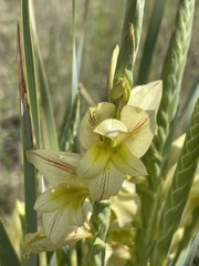Gladiolus sericeovillosus calvatus