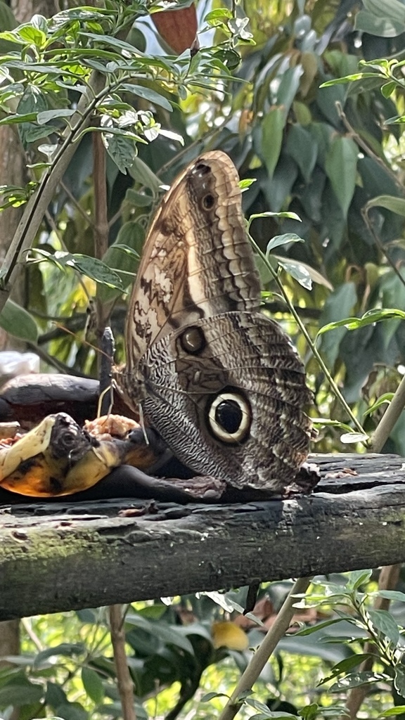 Oileus Owl-Butterfly