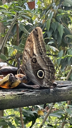 Oileus Owl-Butterfly