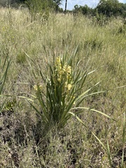 Gladiolus sericeovillosus calvatus