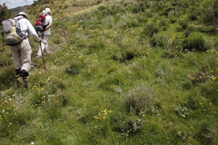 Cyperus teneristolon