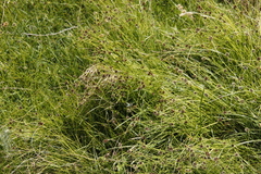 Cyperus teneristolon