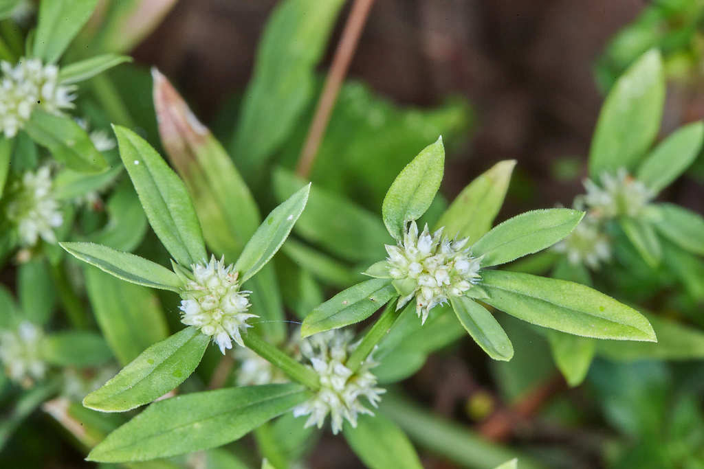Spermacoce prostrata