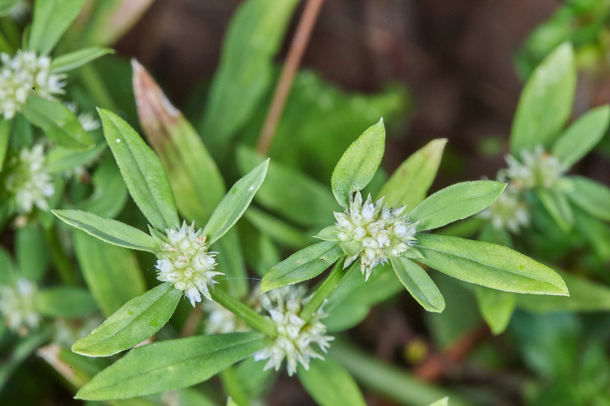 Spermacoce prostrata