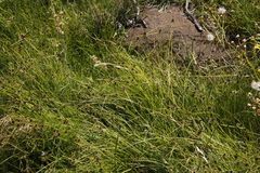 Cyperus teneristolon