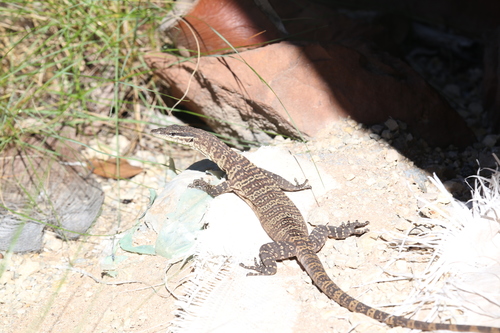Glauert's Monitor