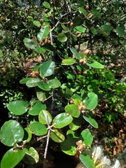 Androstachys johnsonii