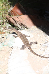 Varanus glauerti