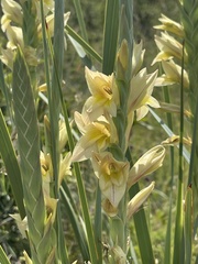 Gladiolus sericeovillosus calvatus