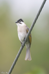 Styan's Bulbul photo 2