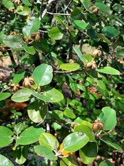 Androstachys johnsonii