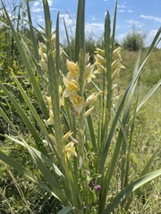 Gladiolus sericeovillosus calvatus