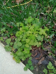 Oxalis debilis