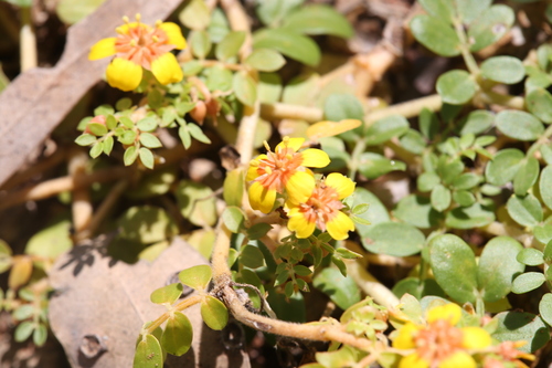 Tribulopis bicolor (Tribulopis bicolor)