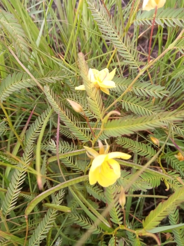 Chamaecrista lateriticola image