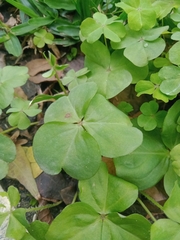 Oxalis debilis