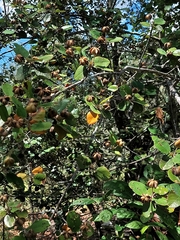 Androstachys johnsonii