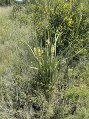 Gladiolus sericeovillosus calvatus