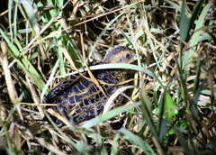 Coturnicops noveboracensis