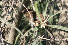 Myiophobus fasciatus