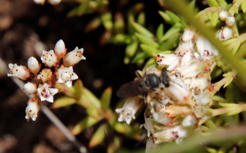 Crassula dependens