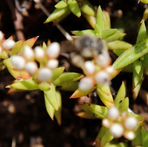 Crassula dependens