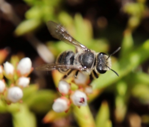 Crassula dependens