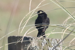 Hymenops perspicillatus
