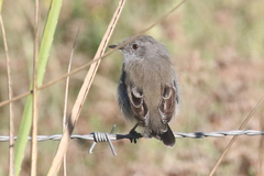 Serpophaga nigricans