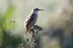 Limnoctites rectirostris