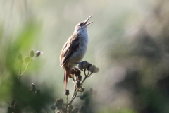 Limnoctites rectirostris