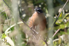 Poospiza nigrorufa