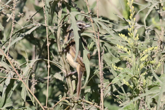 Donacospiza albifrons